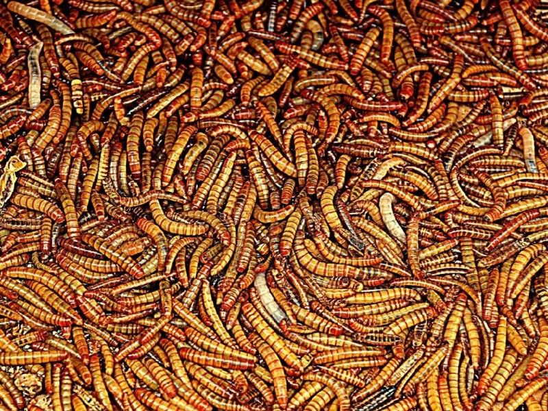 How BSF maggots will lead the way in insect protein farming and extraction