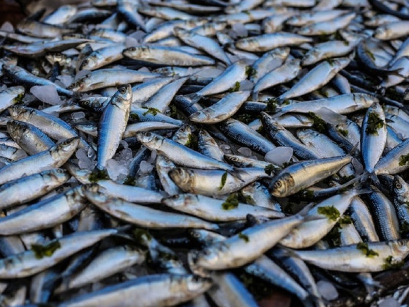 This is how an onsite fish rendering plant helps you get sustainable fish meal